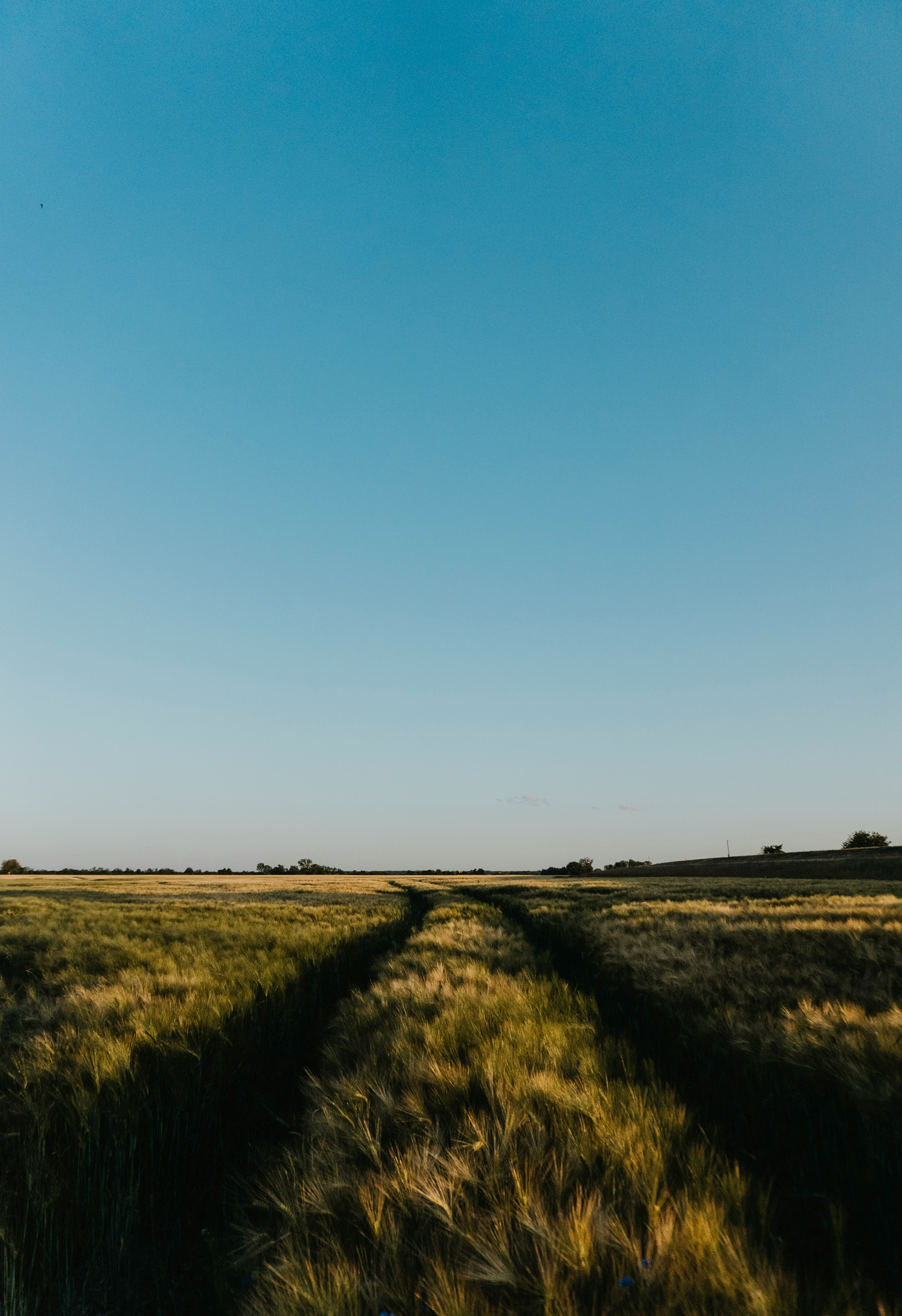 green grass field under blue sky